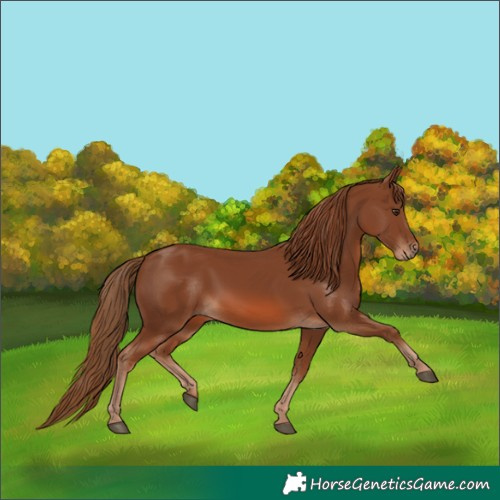 Horse Color:Chestnut 