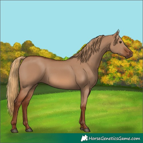 Horse Color:Red Dun 