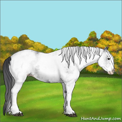 Horse Color:White Spotted Black 