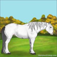 Horse Color:White Spotted Black