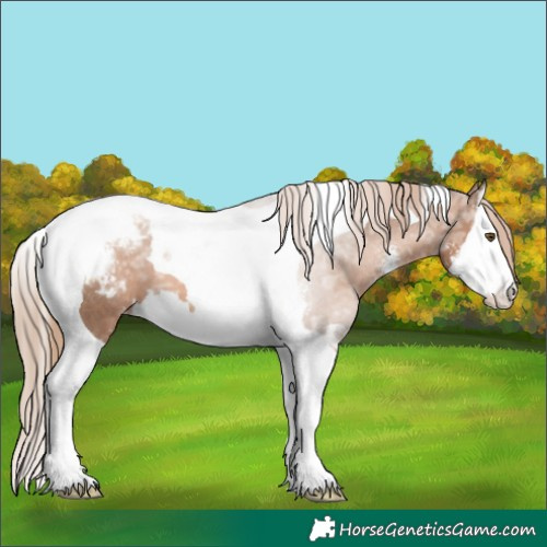 Horse Color:Liver Chestnut Ice Pearl Sabino Splash Tobiano Appaloosa 