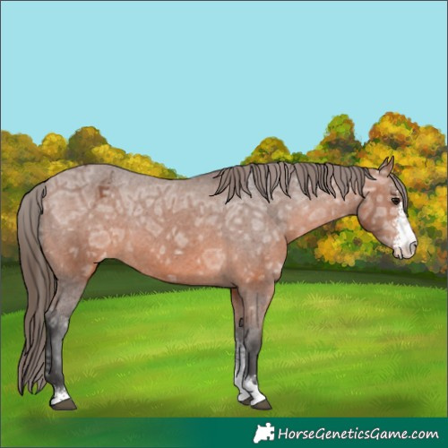 Horse Color:Bay Ice Sabino Appaloosa 