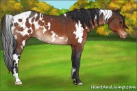 Horse Color:White Spotted Brown Roan Appaloosa