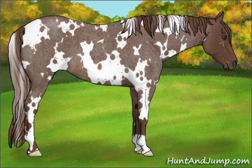 Horse Color:White Spotted Liver Red Roan 