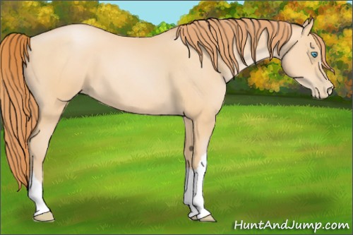 Horse Color:Buckskin Pearl 
