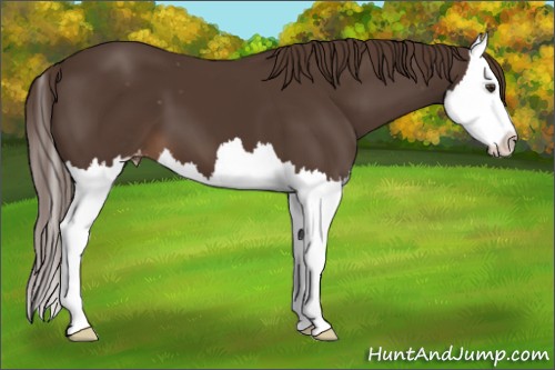 Horse Color:Liver Chestnut Splash Appaloosa 