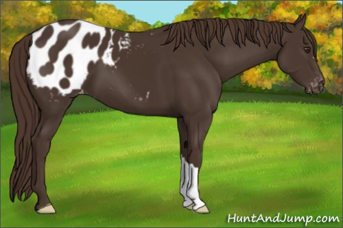 Horse Color:Liver Chestnut Appaloosa 