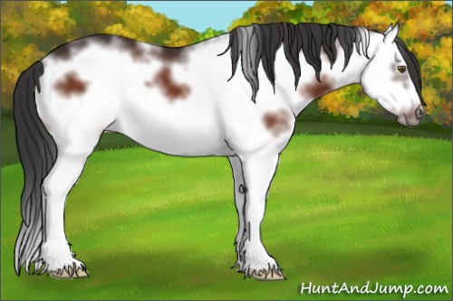 Horse Color:White Spotted Brown Splash Frame 