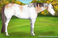Horse Color:White Spotted Chocolate Bay Dun 
