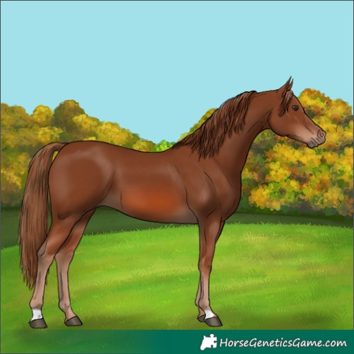 Horse Color:Chestnut 