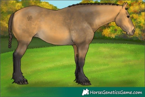 Horse Color:Buckskin