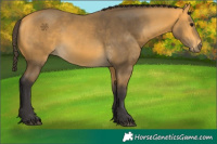 Horse Color:Buckskin 