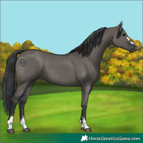 Horse Color:Grullo 