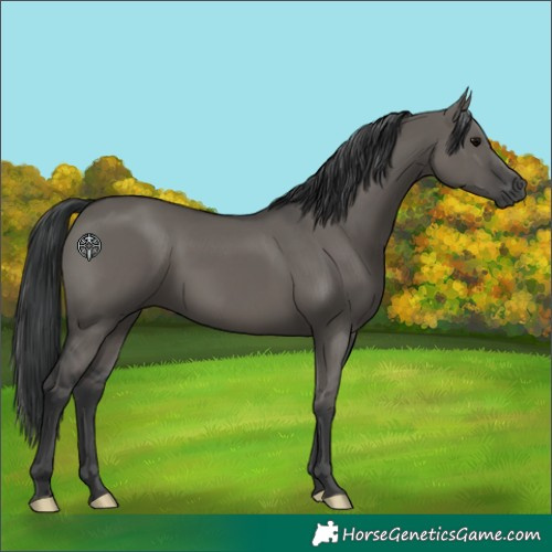 Horse Color:Grullo 