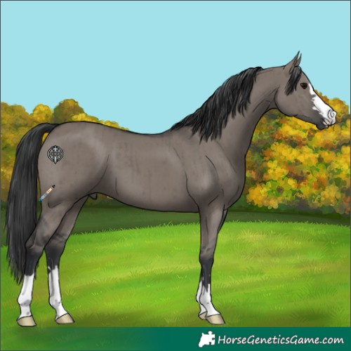 Horse Color:Grullo Brindle 