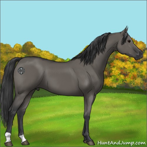 Horse Color:Grullo 