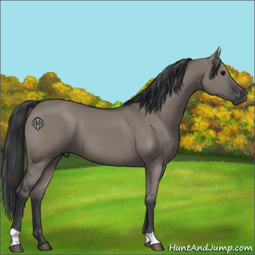 Horse Color:Grullo 