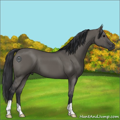 Horse Color:Grullo 