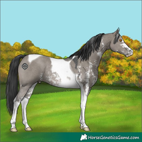 Horse Color:Grullo Sabino Tobiano Rabicano 