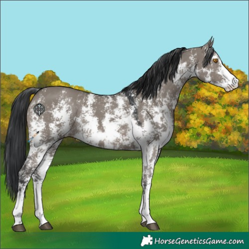 Horse Color:Grullo Sabino Rabicano 