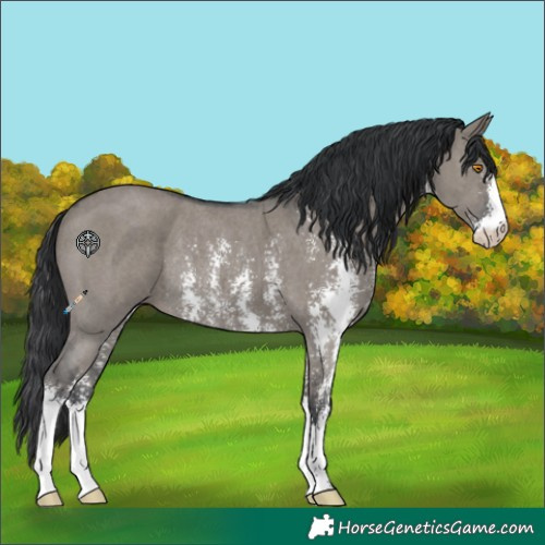 Horse Color:Grullo Sabino Rabicano