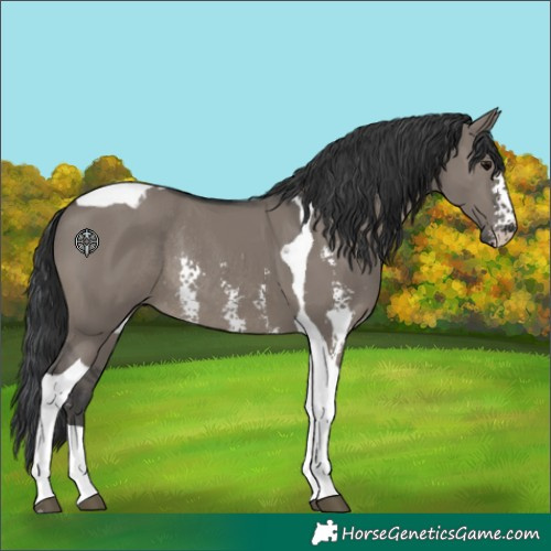 Horse Color:Grullo Sabino Tobiano Rabicano 