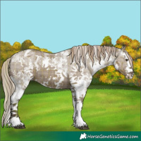 Horse Color:Plaid Liver Red Dun Sabino Splash Appaloosa
