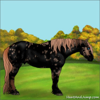 Horse Color:Void Liver Red Dun Sabino Splash Near Leopard Rabicano 