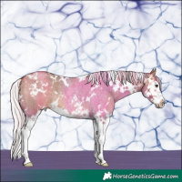 Horse Color:White Spotted Silver Brown Roan Dun Splash 