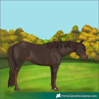 Horse Color:Liver Chestnut 