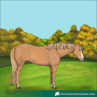 Horse Color:Chestnut Splash 