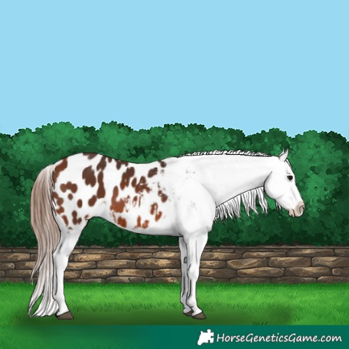 Horse Color:Bay Appaloosa 