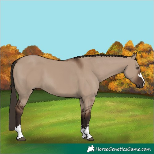 Horse Color:Liver Red Dun 