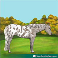 Horse Color:Silver Grullo Appaloosa 