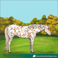 Horse Color:Chestnut Appaloosa
