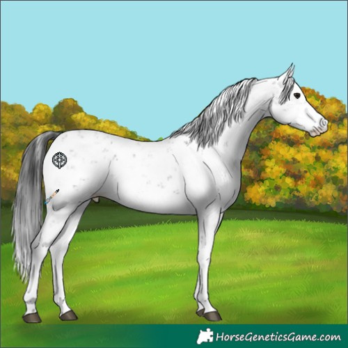 Horse Color:Grullo Sabino Rabicano 