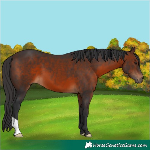 Horse Color:Brown 