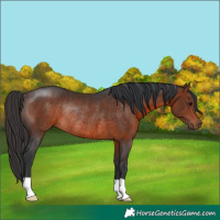 Horse Color:Brown Rabicano 
