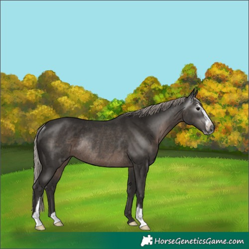 Horse Color:Gray Silver Black Sabino Rabicano 