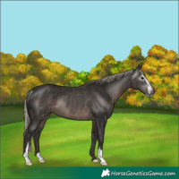 Horse Color:Gray Silver Black Sabino Rabicano 