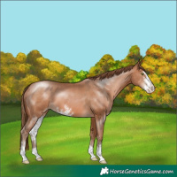 Horse Color:Brown Pearl Sabino