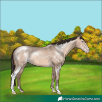 Horse Color:Sable Champagne Dun Sabino Rabicano