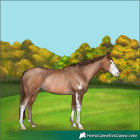 Horse Color:Brown Pearl Sabino Rabicano