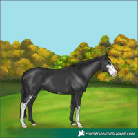 Horse Color:Black Sabino