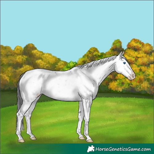 Horse Color:Brown Sabino Splash Rabicano