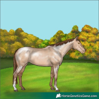 Horse Color:Brown Pearl Dun Sabino