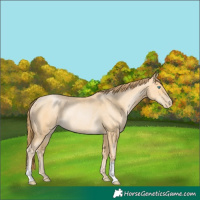 Horse Color:Buckskin Pearl Rabicano