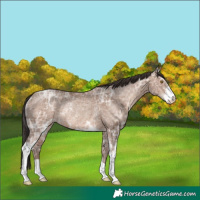 Horse Color:Sable Champagne Ice Sabino Rabicano