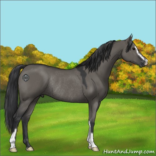 Horse Color:Grullo Sabino Rabicano 