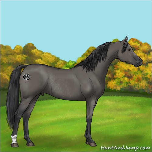 Horse Color:Grullo Rabicano 